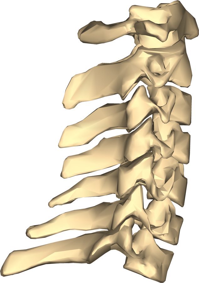 Lateral view of the cervical vertebrae